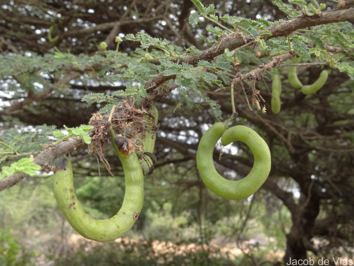 Vachellia planifrons (Wight & Arn.) Ragup., Seigler, Ebinger & Maslin